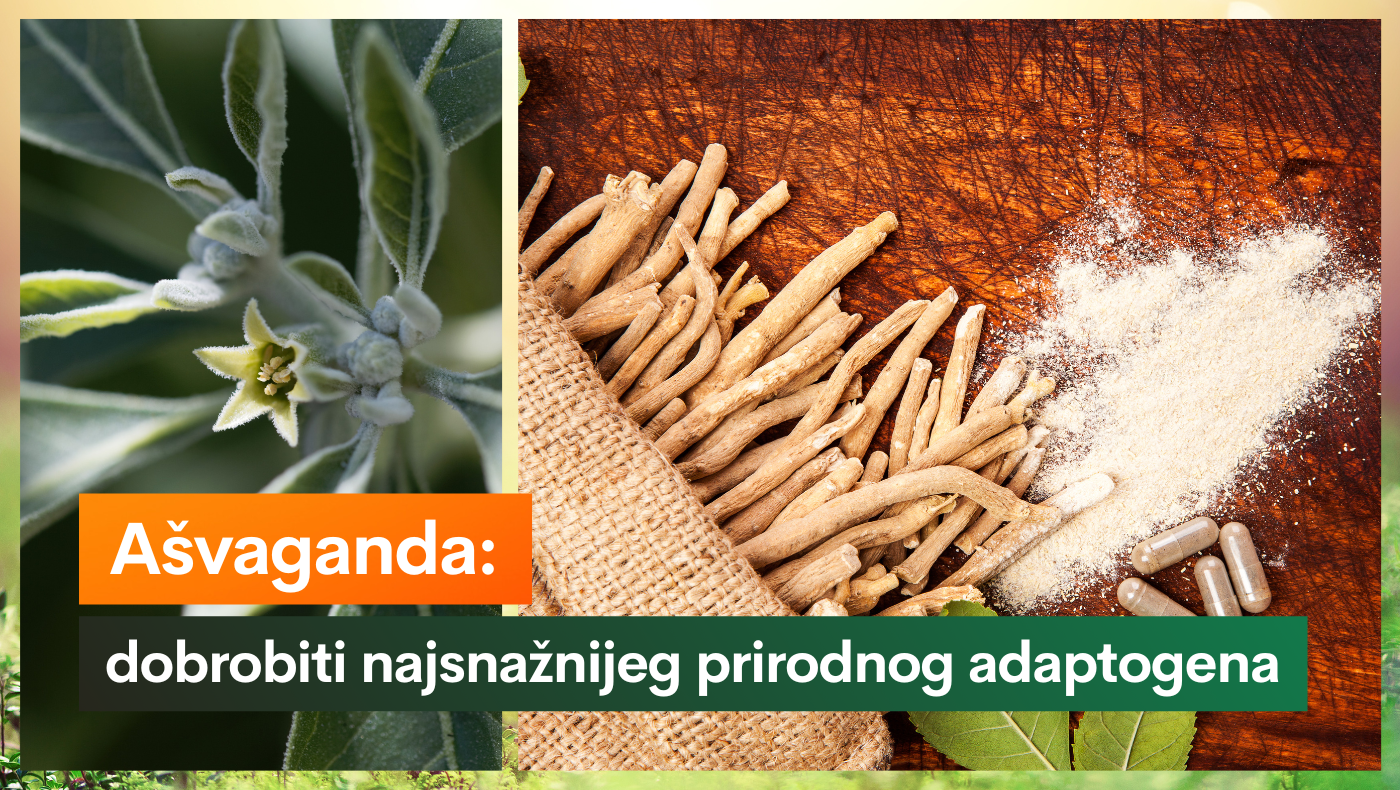 Ašvaganda dobrobiti najsnažnijeg prirodnog adaptogena